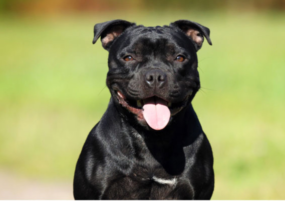 Get A Staffordshire Bull Terrier Pet Insurance Quote - Tesco Bank