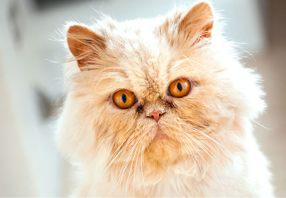 Persian Cat Insurance - Persian Cat Pet Insurance Quote - Tesco Bank