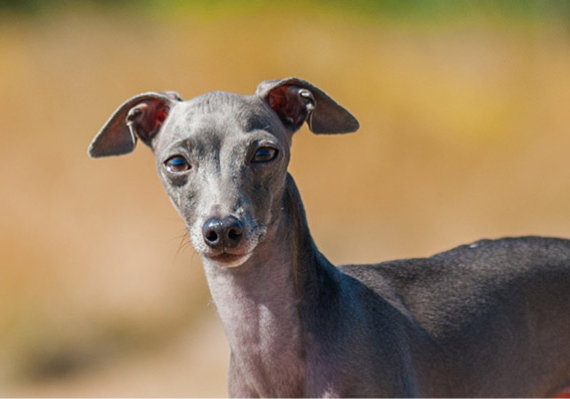 do greyhounds have a lot of health problems