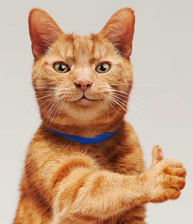 Cat & Kitten Insurance – Get A Quote Online - Tesco Bank