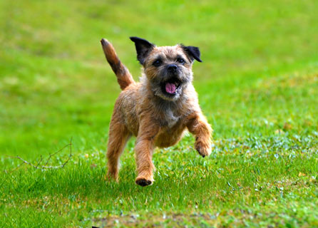 how much walking does a border terrier need