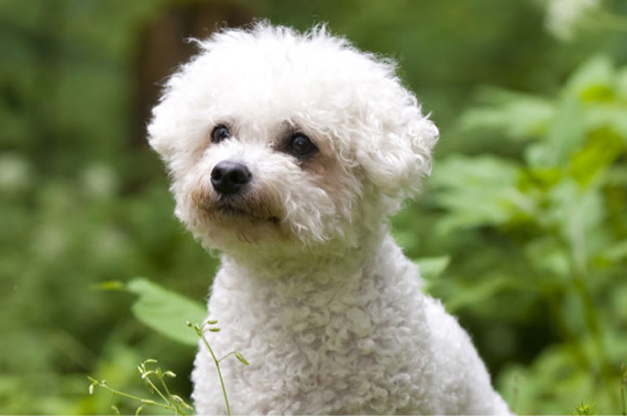 Bichon Frise Insurance - Bichon Frise Pet Insurance Quote - Tesco Bank